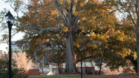 Willow Oak tree