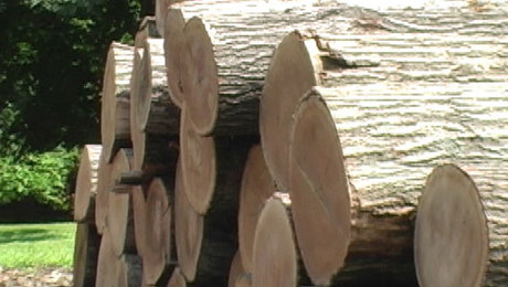 From Log to Lumber; how a tree becomes boards